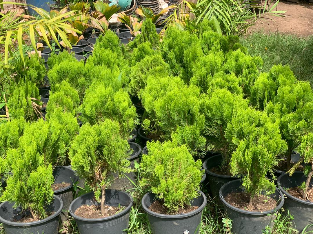 thuja dwarf